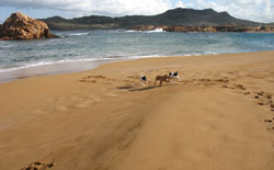Great Cala Pregonda beach
